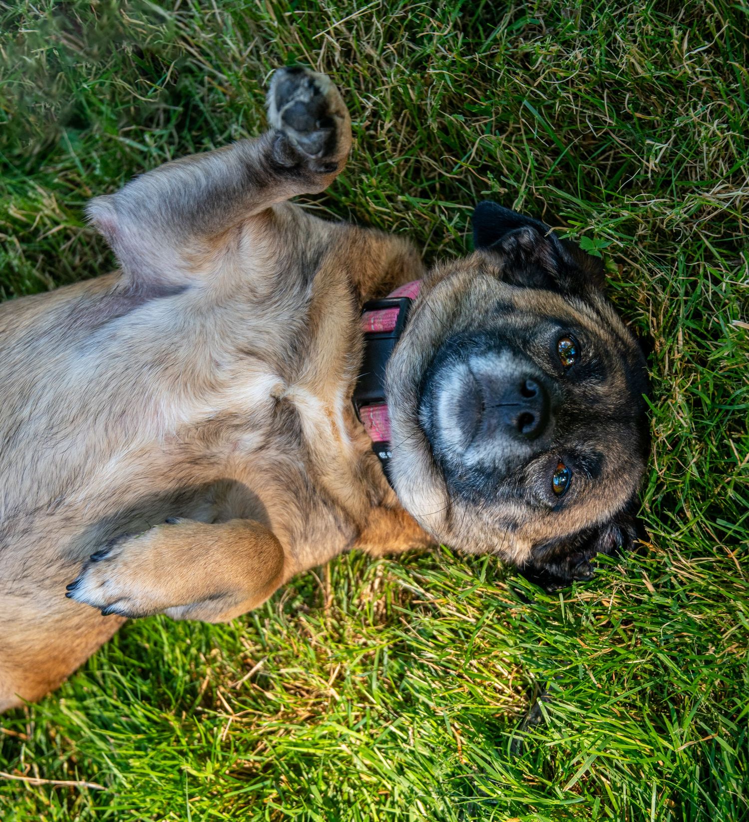 Dog lying peacefully on green grass in sunshine.