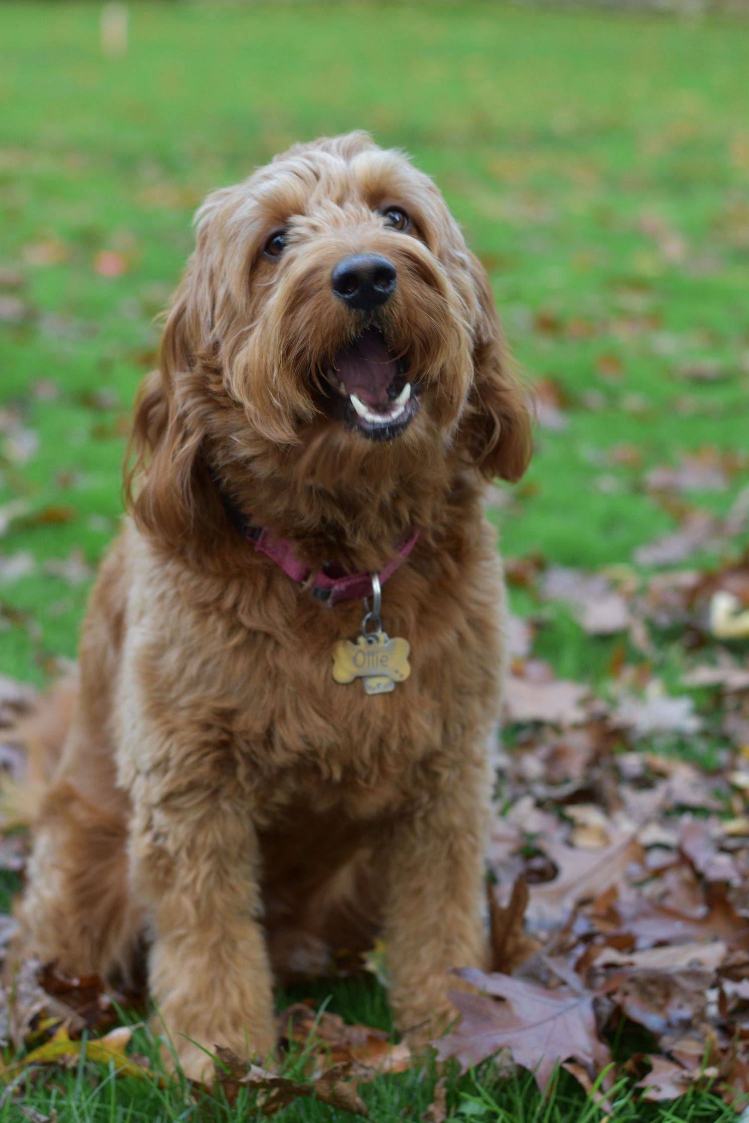 Golden doodle puppy playing in fallen autumn leaves with happy expression.
