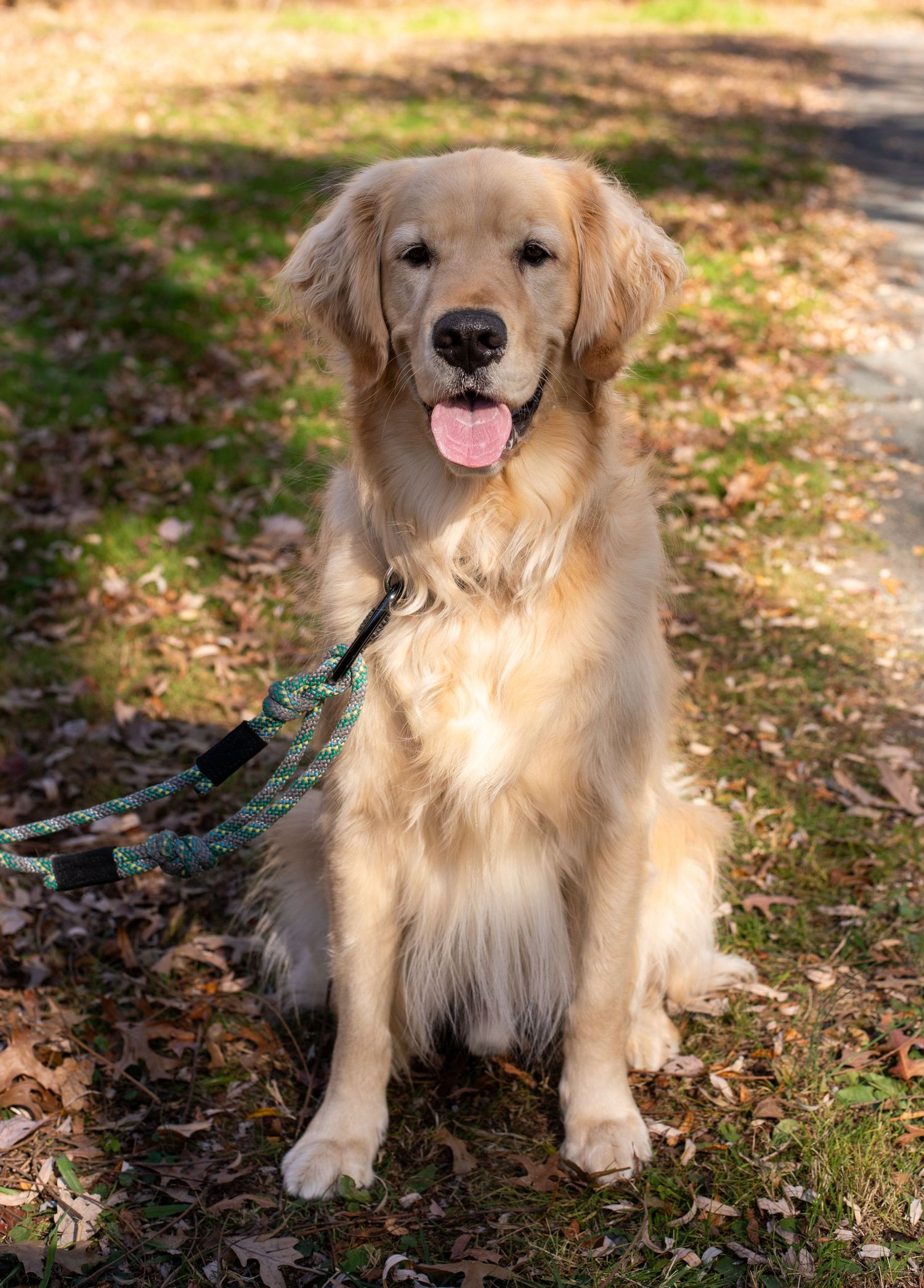 Golden retriever sitting in autumn leaves with a leash.