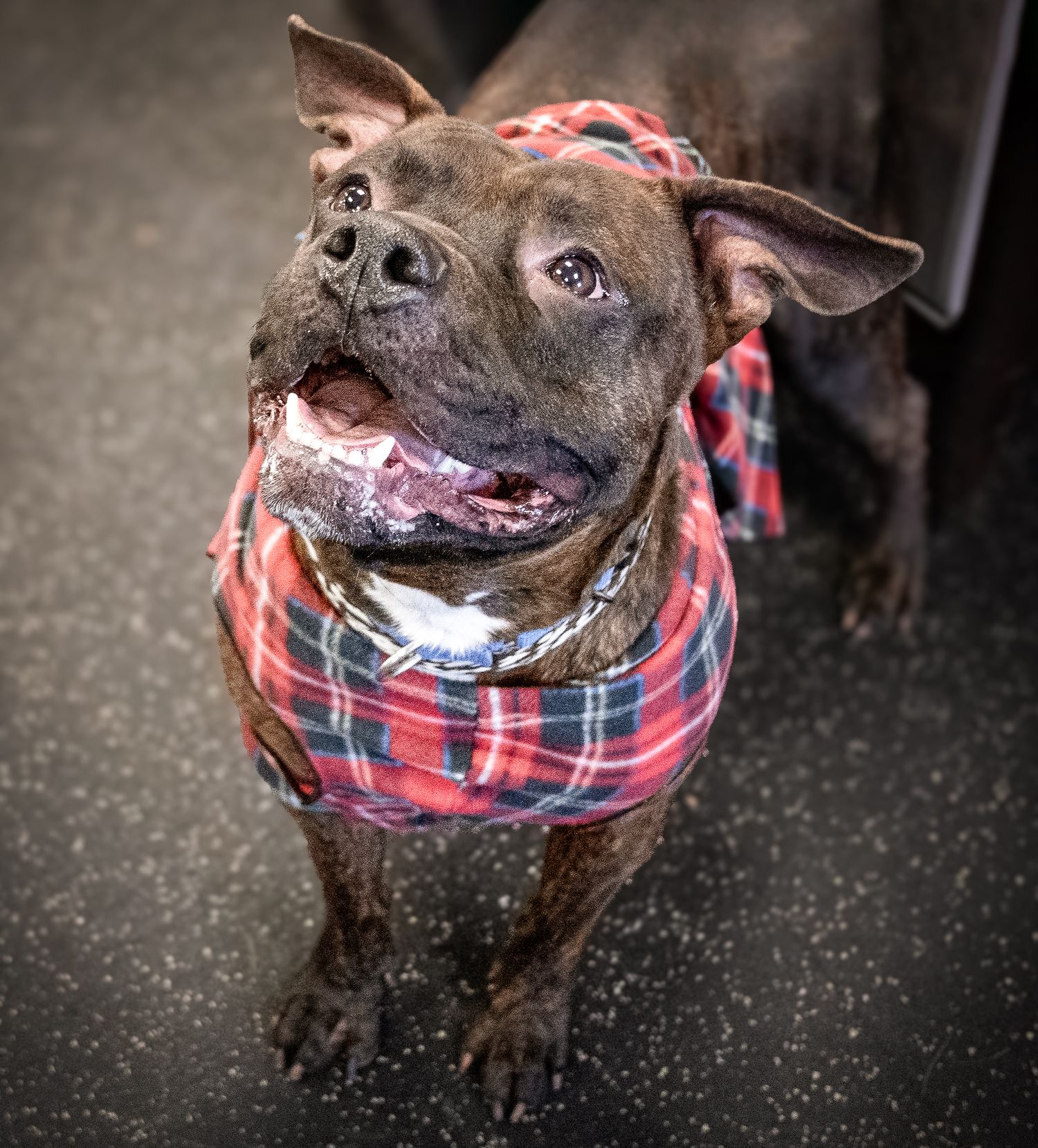 Brindle pit bull wearing a red plaid bandana shows off happy smile.