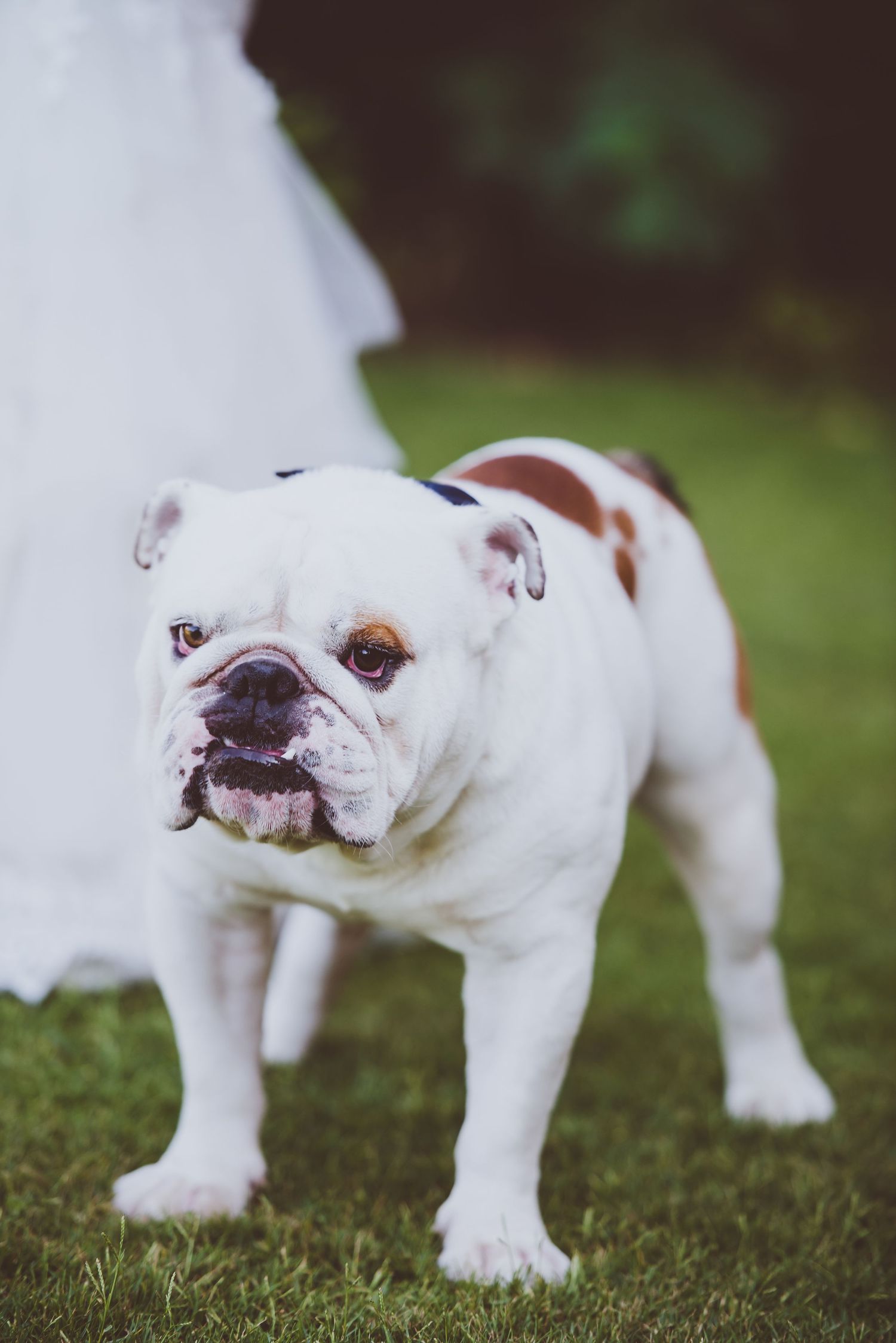 White and brown bulldog standing on grass near wedding dress fabric.