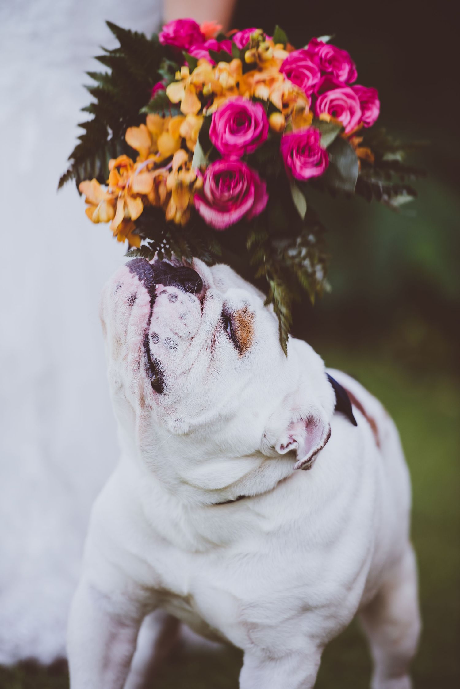 White bulldog looking up at a colorful wedding bouquet balanced on its head.