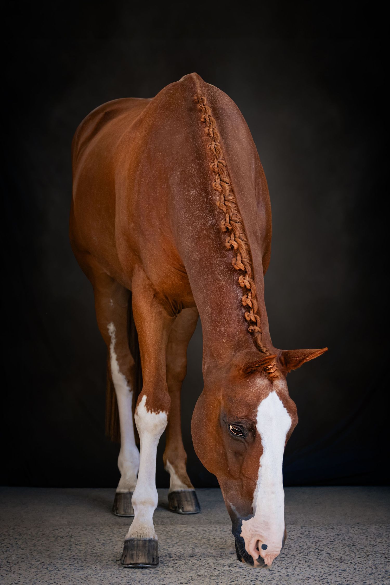 A chestnut horse with white socks and blaze bends down in a progressive sequence of four photos against a dark background.