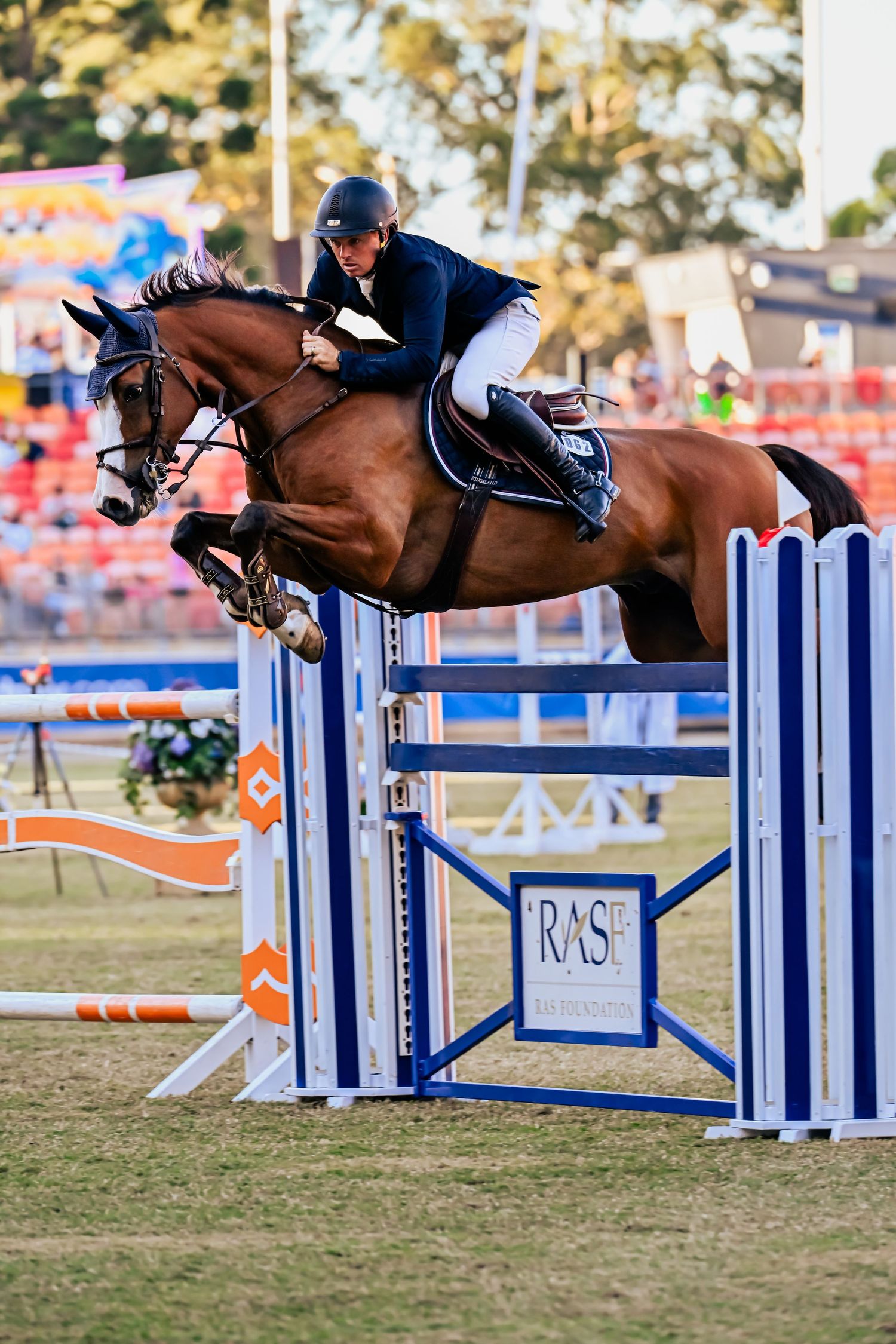 Show jumping sequence of horse and rider clearing blue and white competition obstacles.