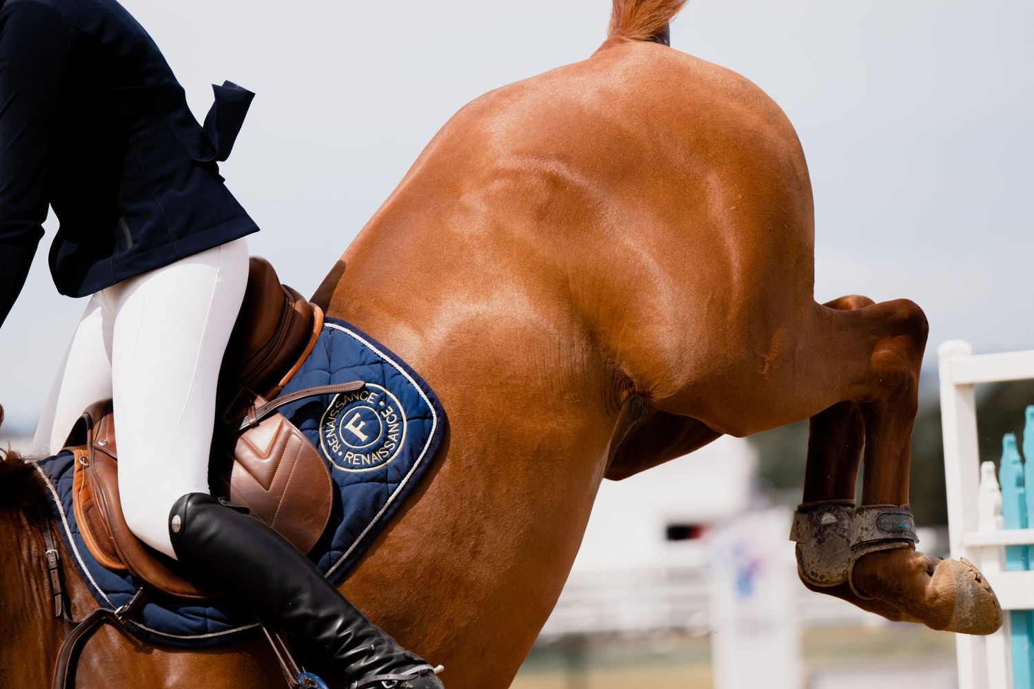 Close-up image of backend of a chestnut horse show jumping.