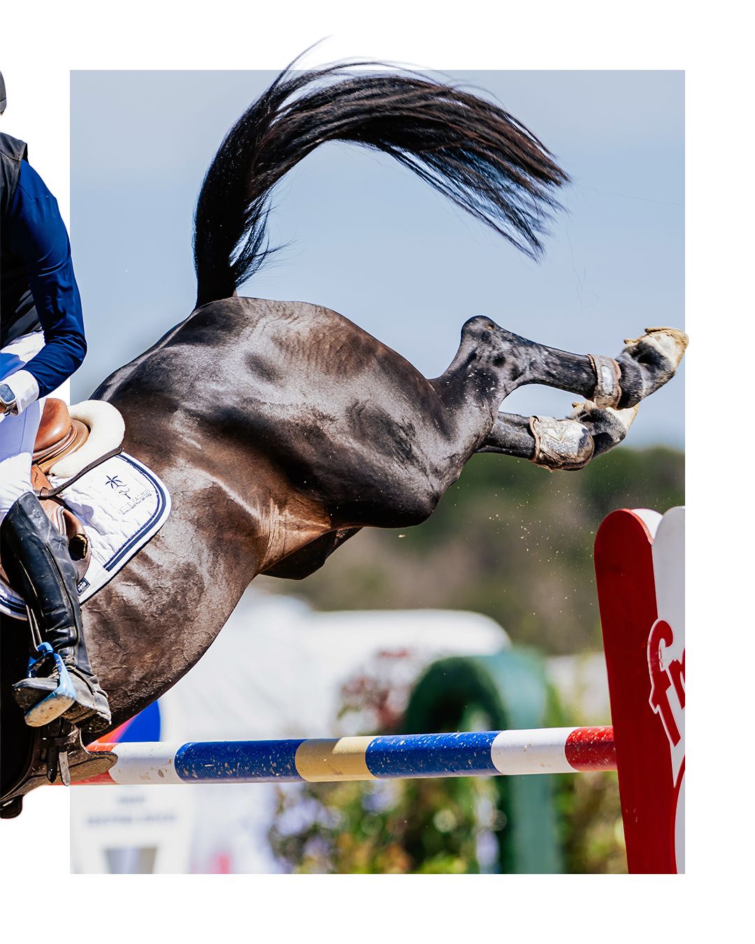 A rider in blue jacket on a dark horse mid-jump over colorful poles in an equestrian show jumping competition.