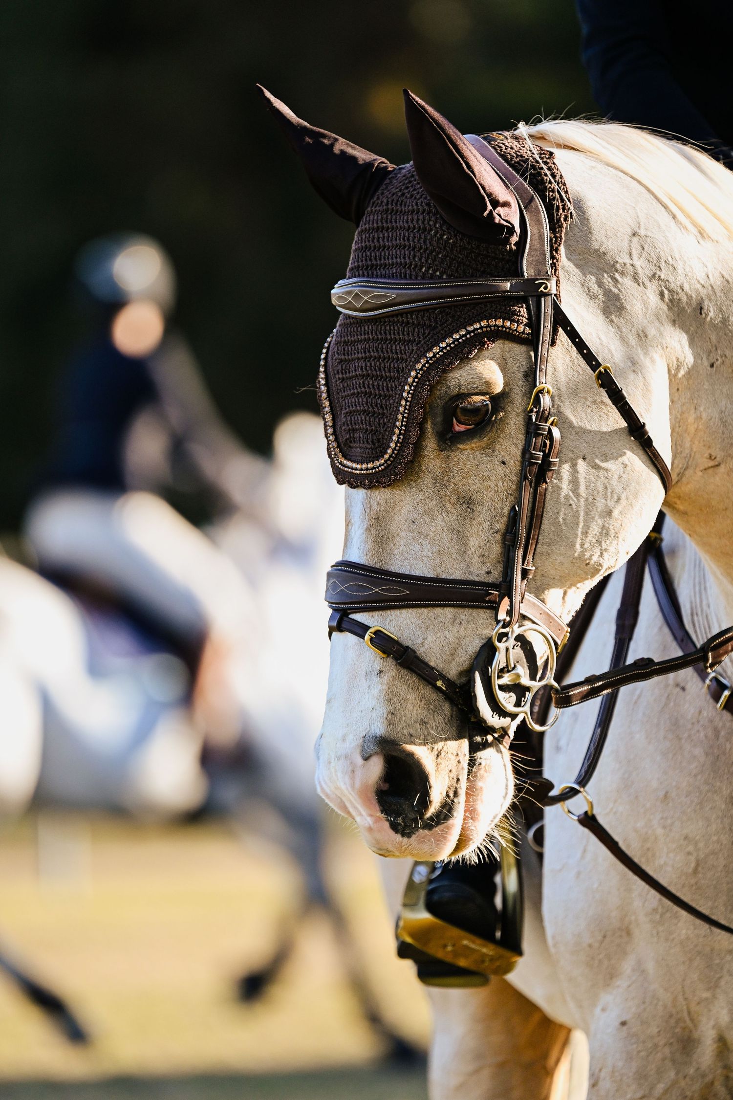 Close-up of white horse wearing black mesh ear bonnet and bridle during equestrian event.