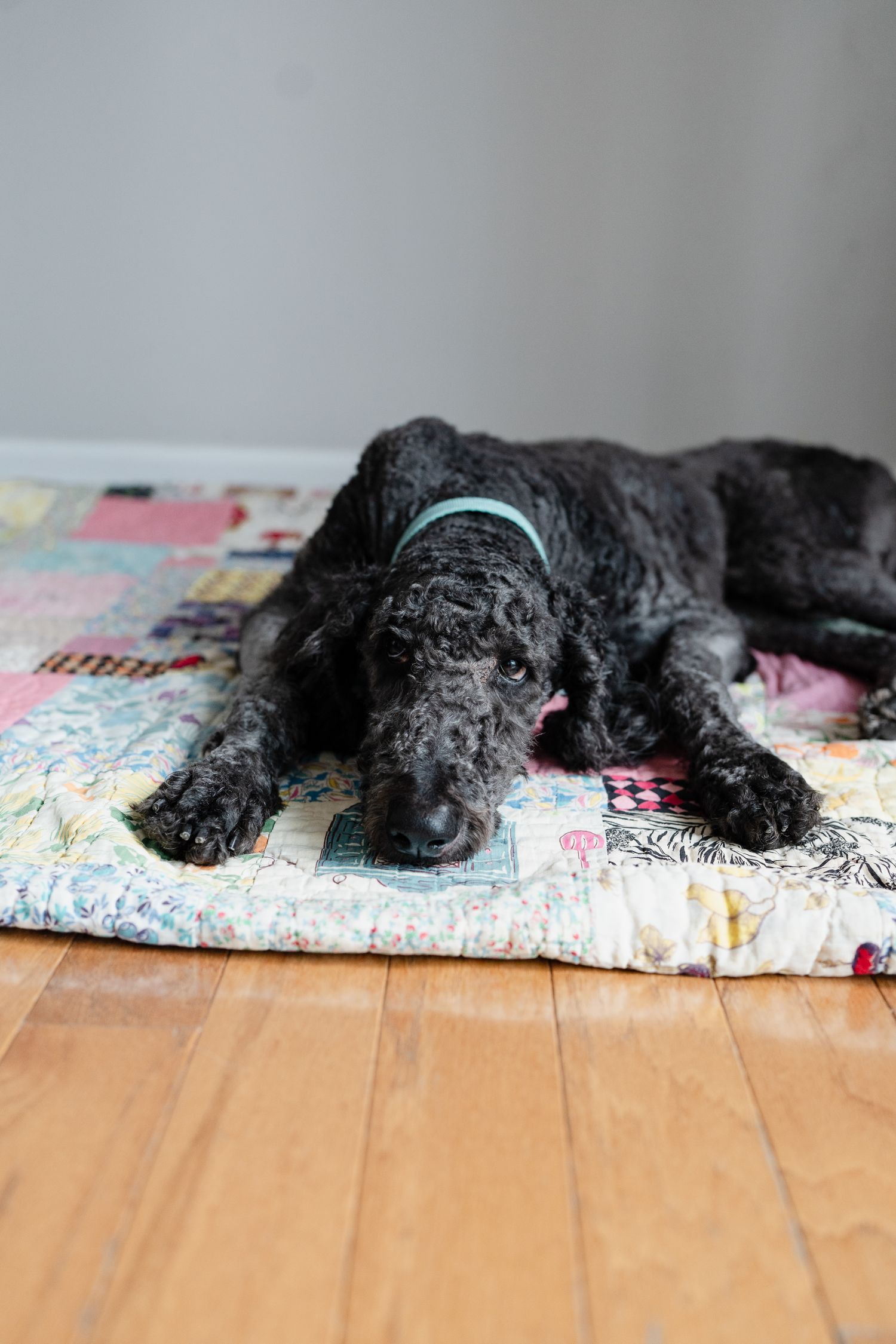 A black dog lounges comfortably on a pastel patchwork quilt.