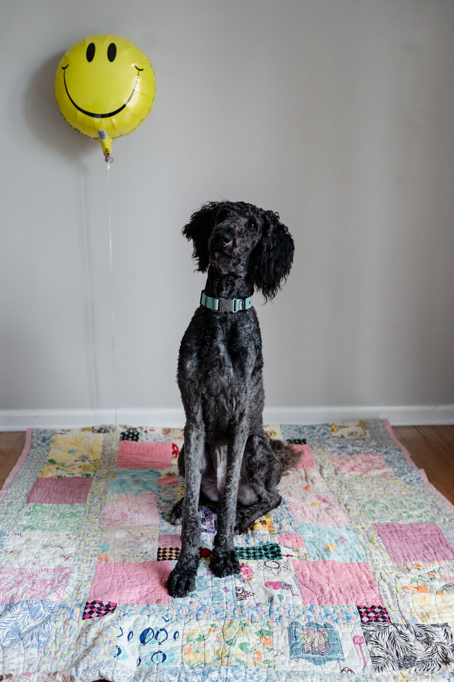 A black dog poses with a yellow smiley face balloon on a patterned quilt.
