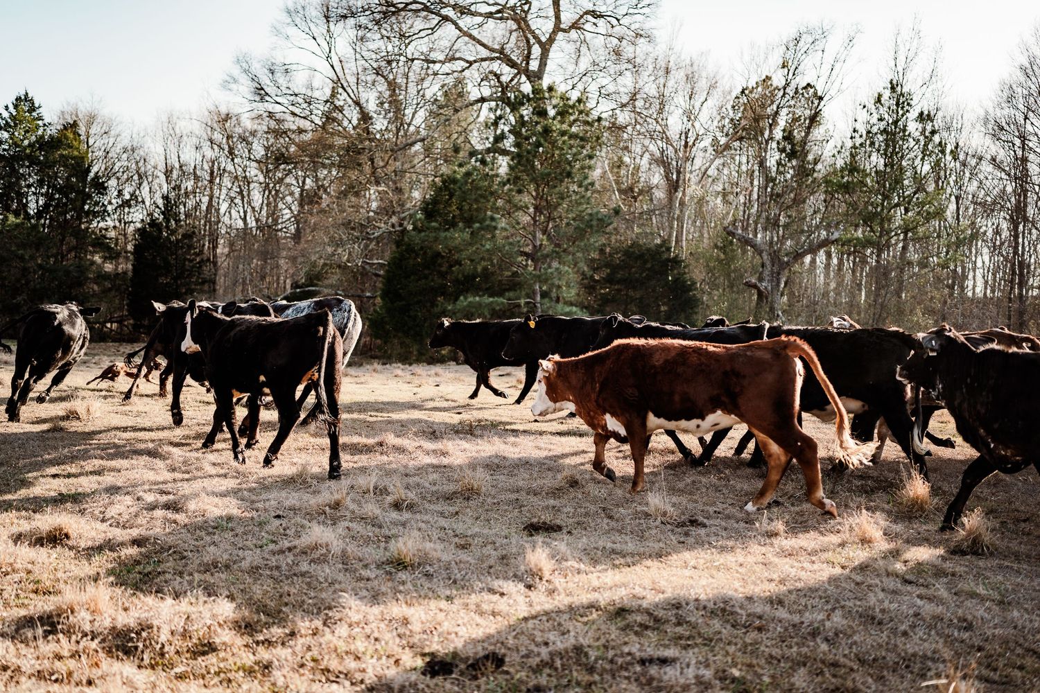 Holstein dairy cows moving across a frosty winter pasture at dawn.