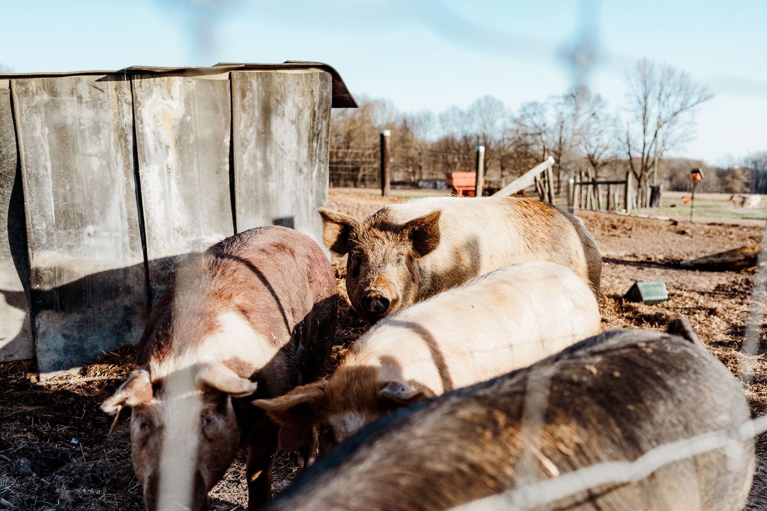 Pigs resting together in a wooden pen on a sunny farm day.