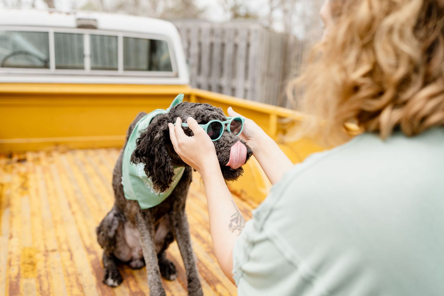 Person photographing large black dog wearing mint bandana in outdoor setting.