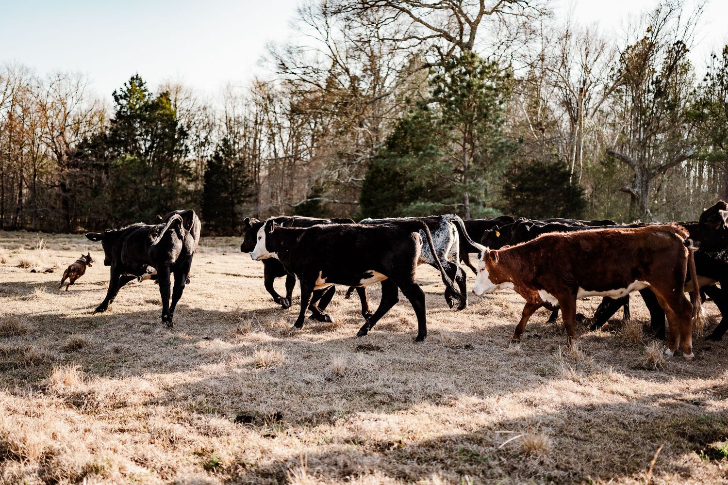 A herd of cattle grazes in a field on a sunny winter day with bare trees in the background.