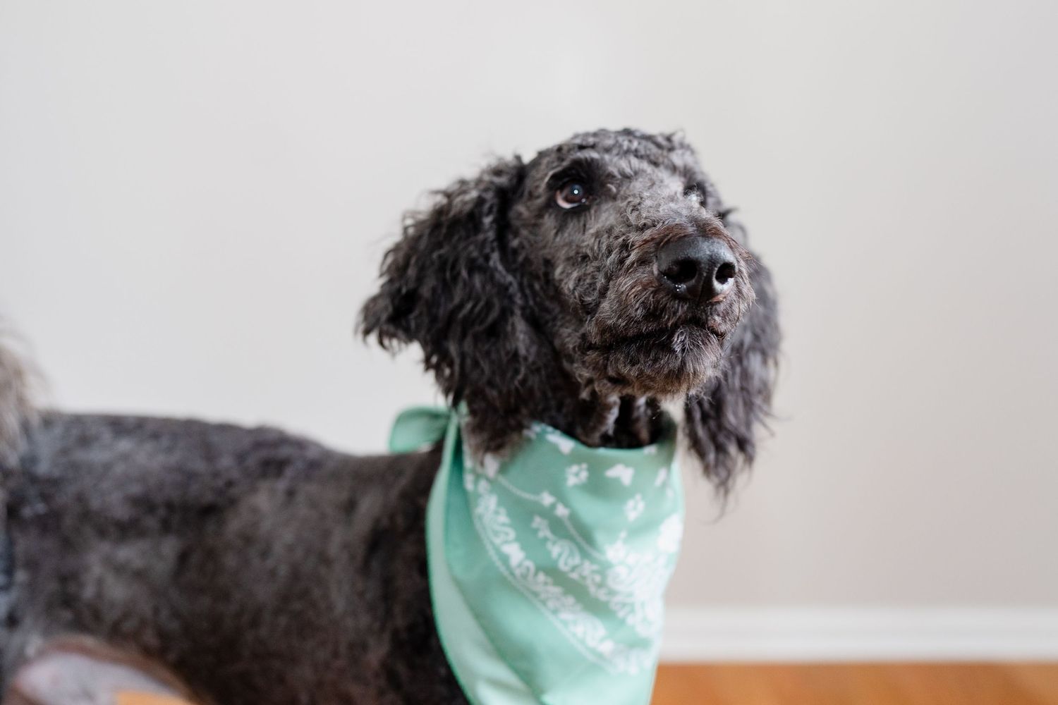 A black dog wears a mint green bandana while sitting on a colorful quilt.