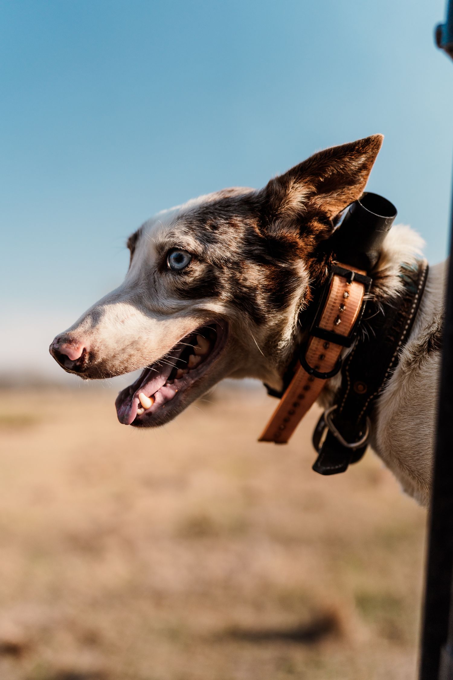 Close up of a black and white dog with leather collar against blue sky.
