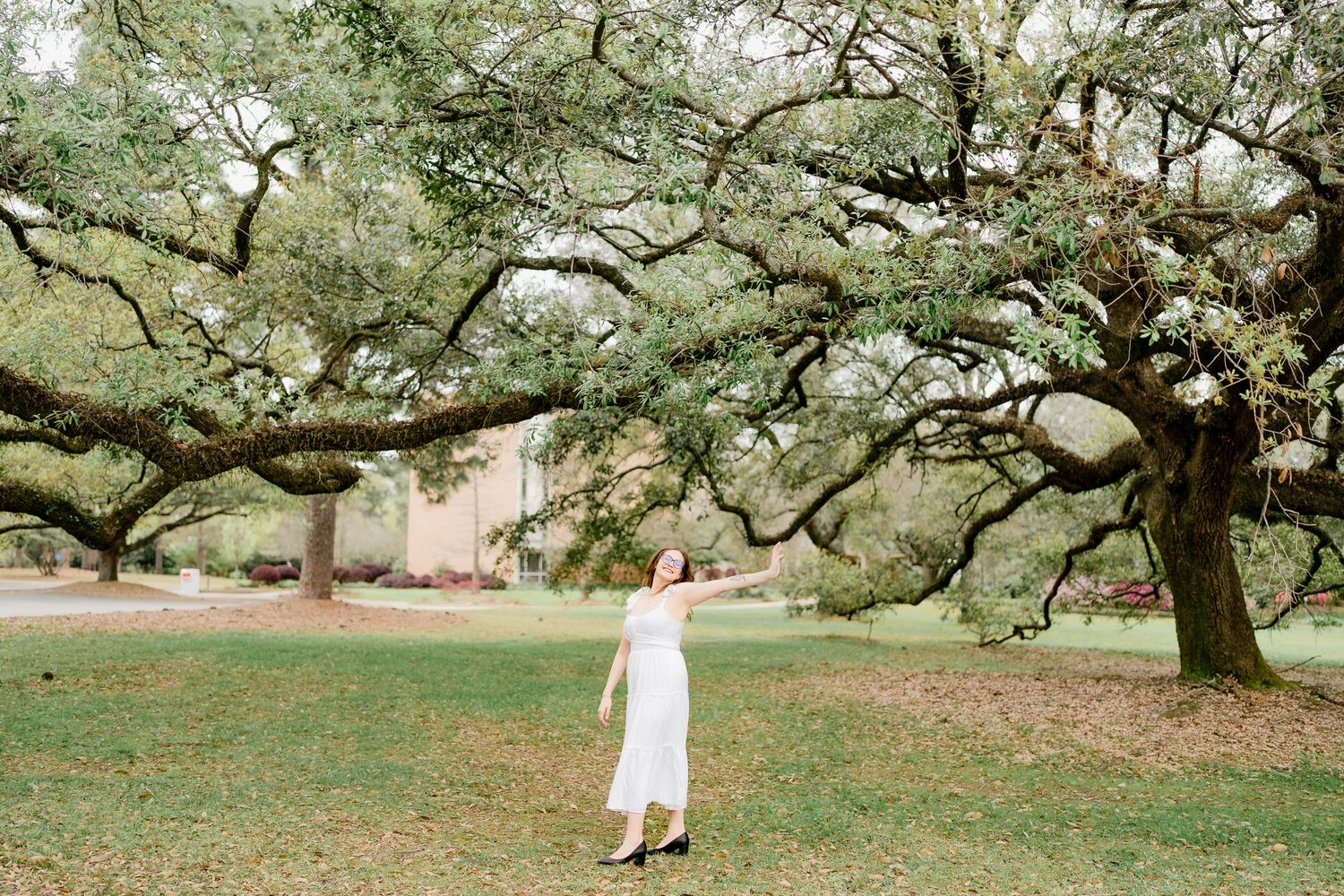 Towering oak trees spread over manicured campus lawn on overcast day.