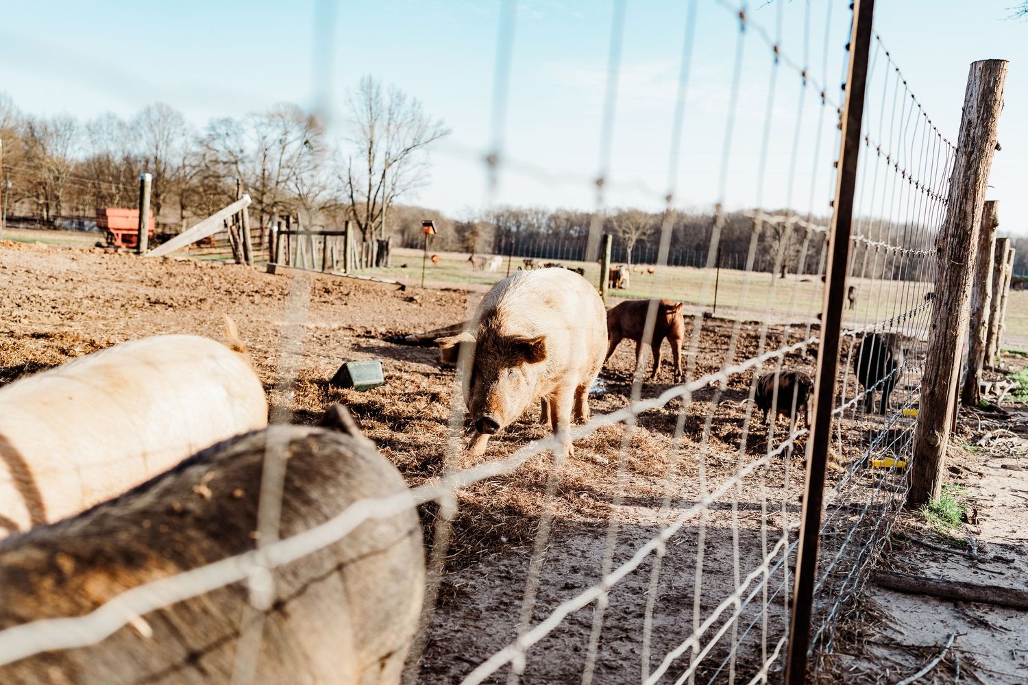 Farm animals roam behind wire fencing on a sunny day.