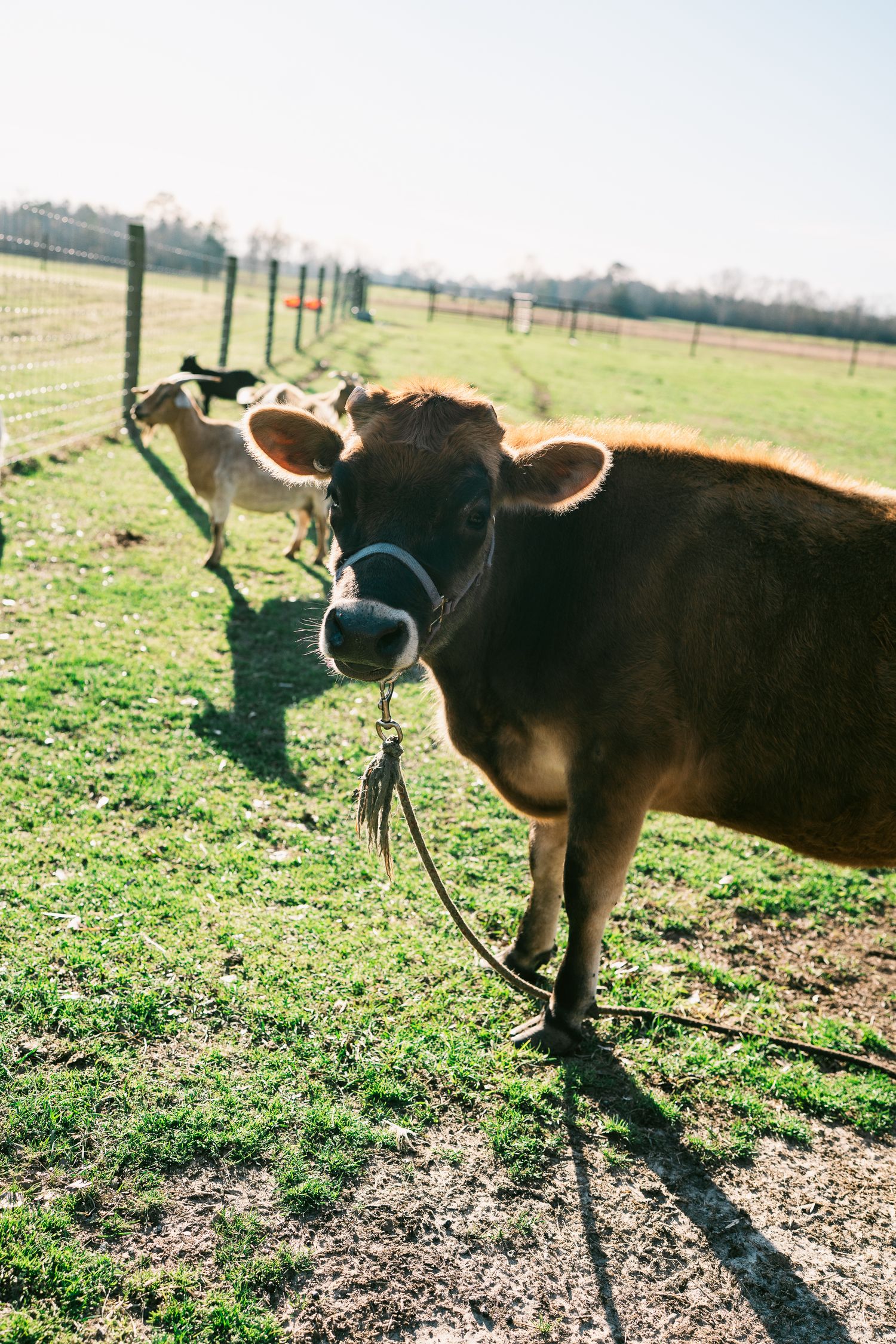 Brown cow standing in sunny pasture behind wire fence.