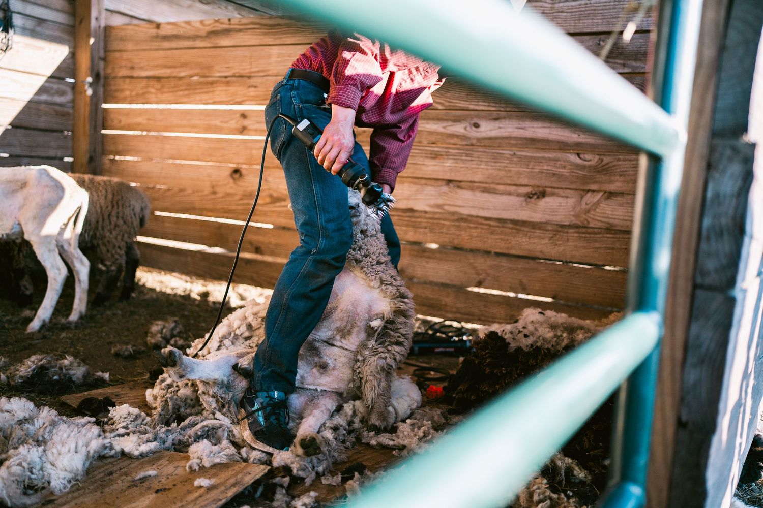 Person shearing wool from sheep in wooden barn through turquoise fence bars.