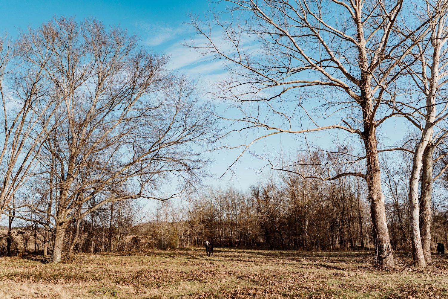 Bare winter trees frame an empty rural field under bright blue skies.