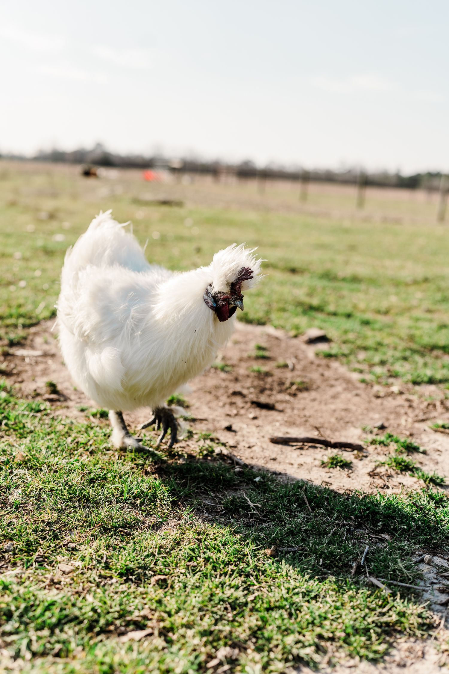 A fluffy white chicken stands in a grassy field on a farm.