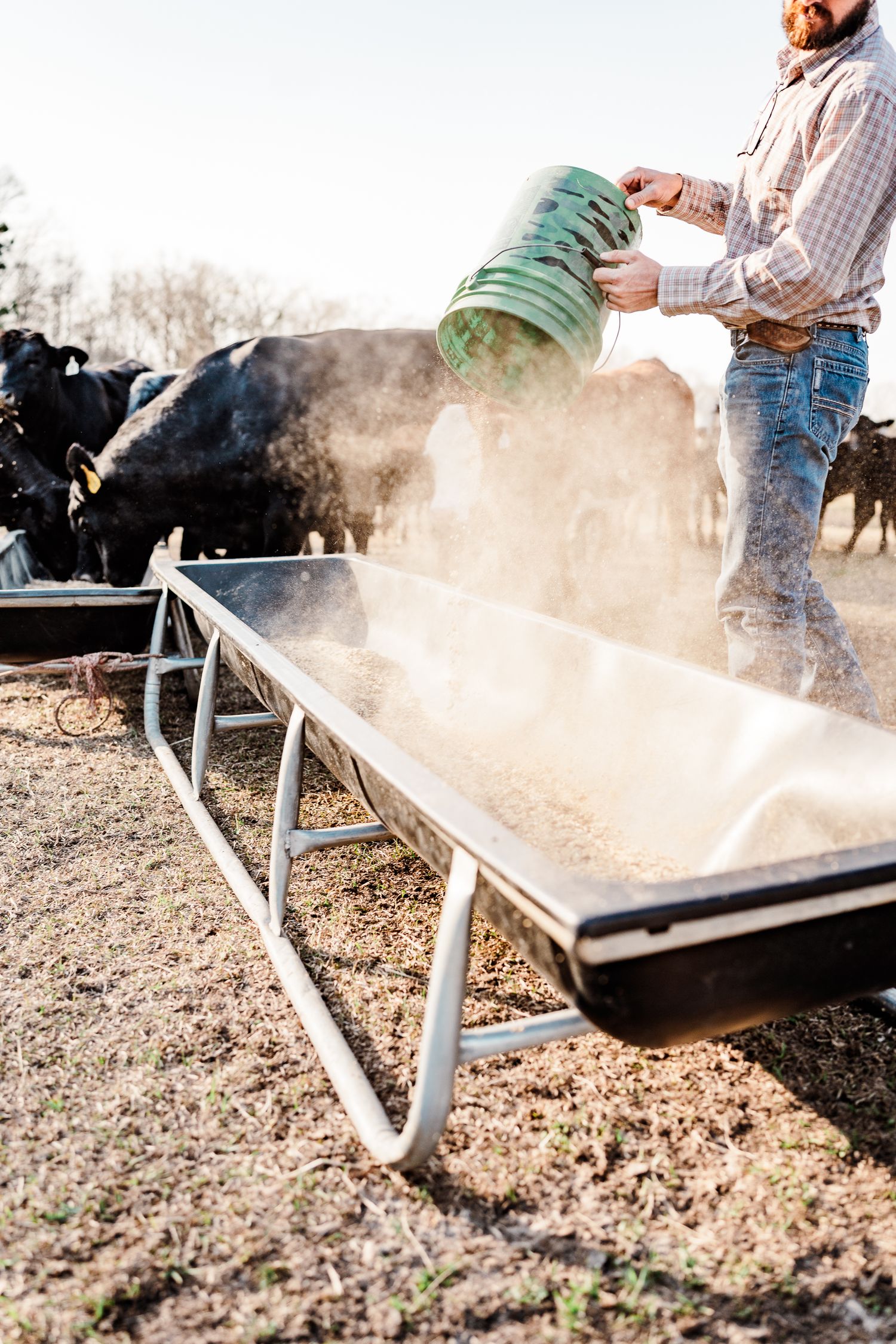 Feed being distributed from a metal trough creating a dusty mist in the sunlight.