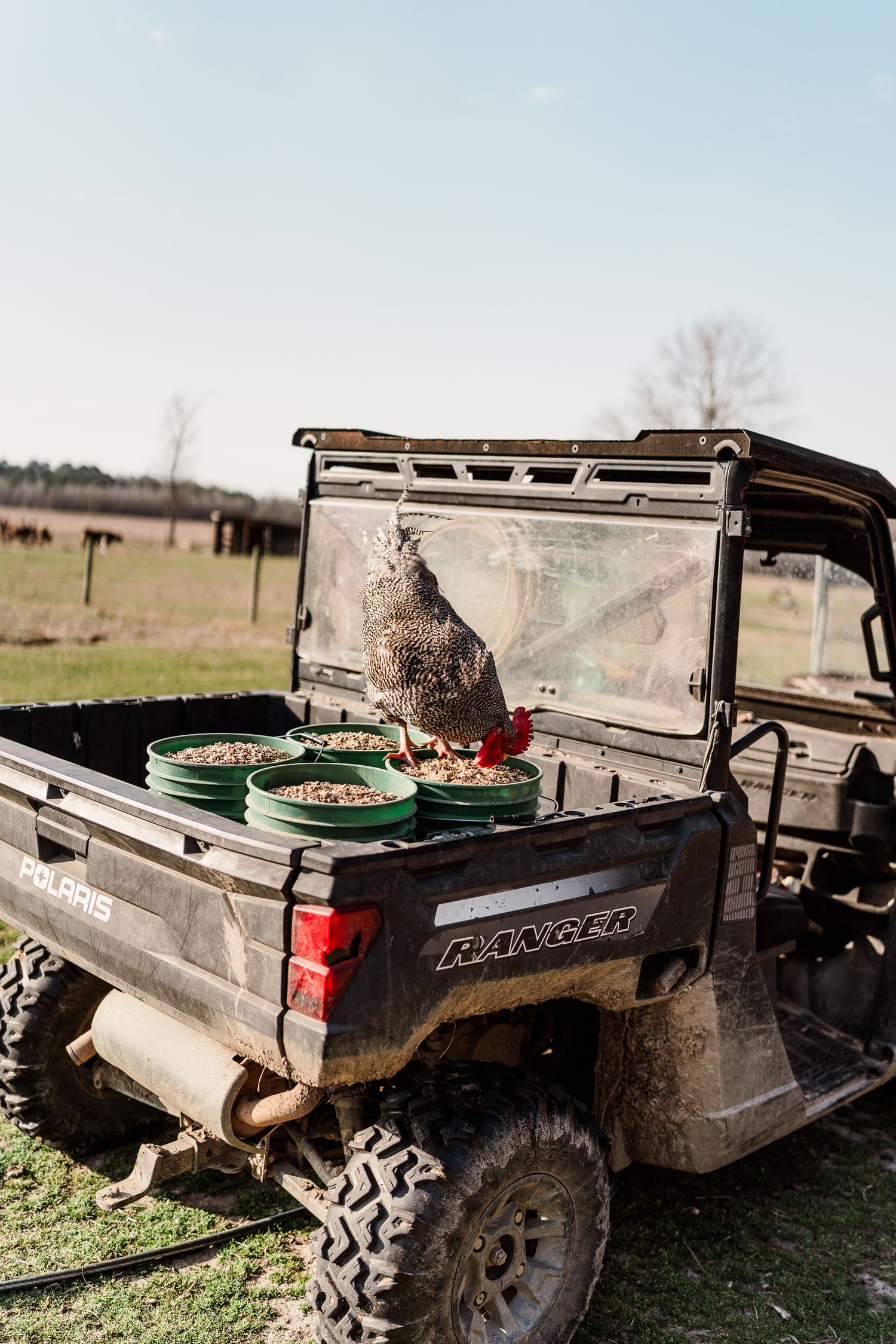 Utility vehicle loaded with feed buckets parked in an open field.