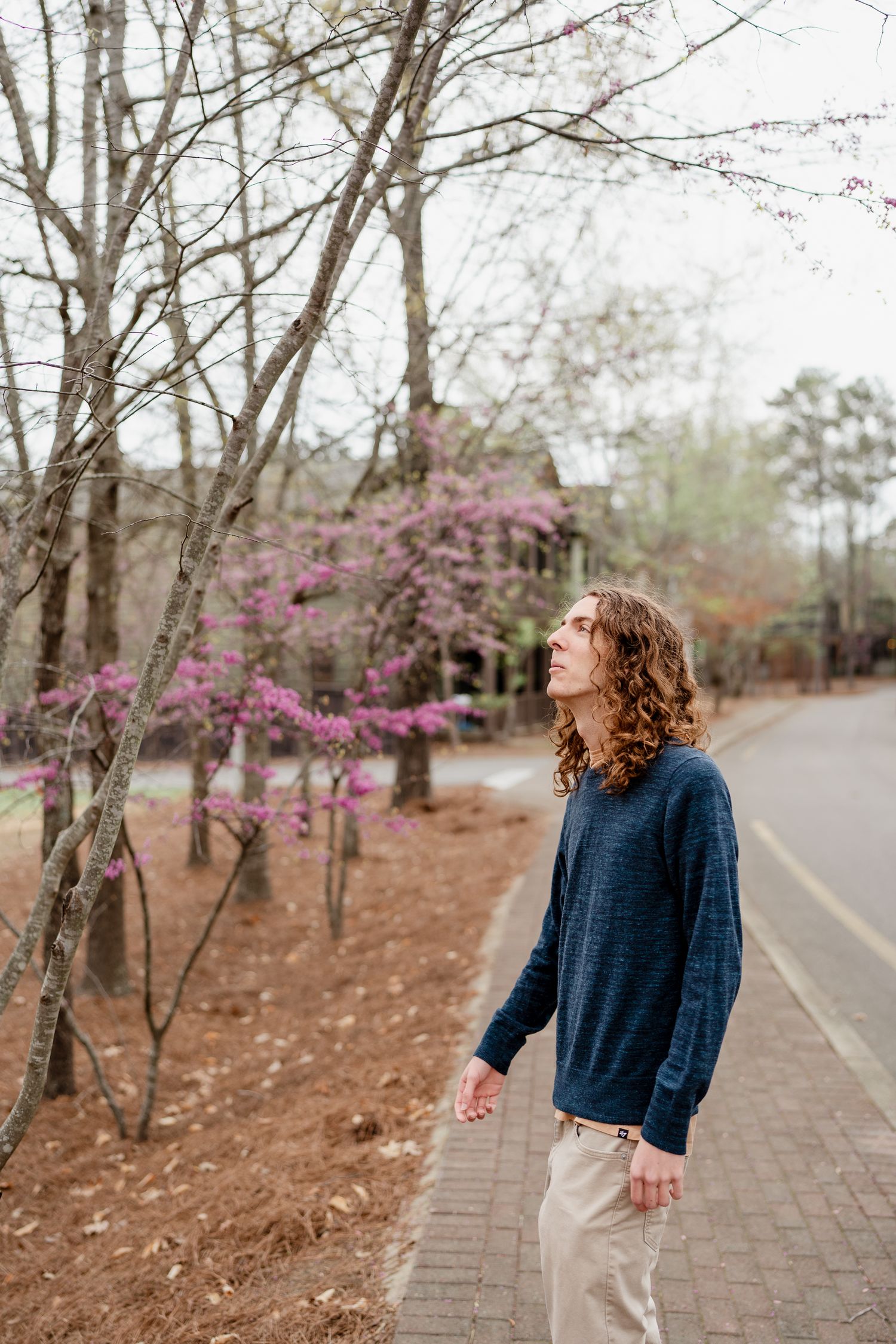 Person admiring blooming cherry trees along brick pathway in early spring.