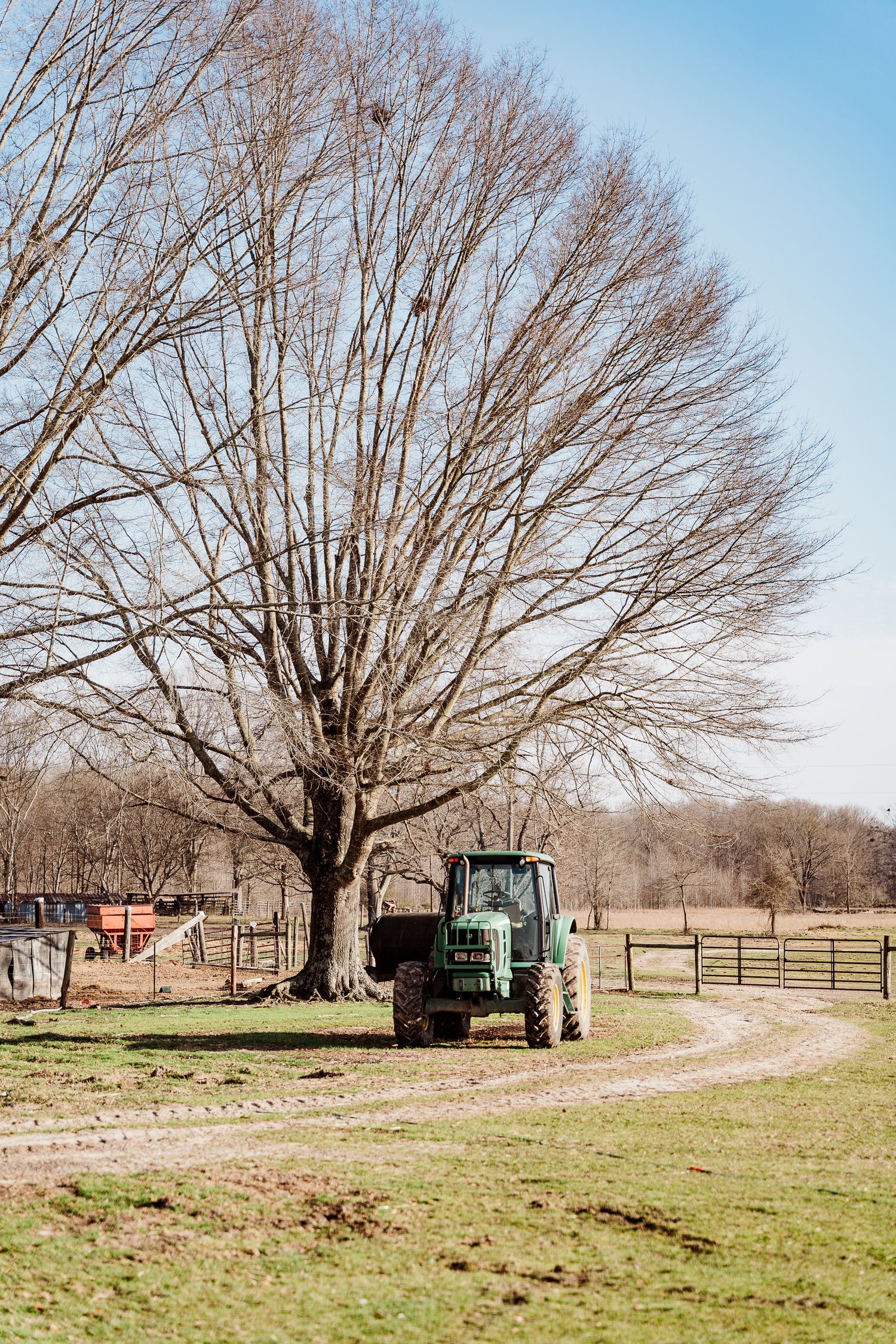 Large bare tree stands beside green tractor on winter farmland.