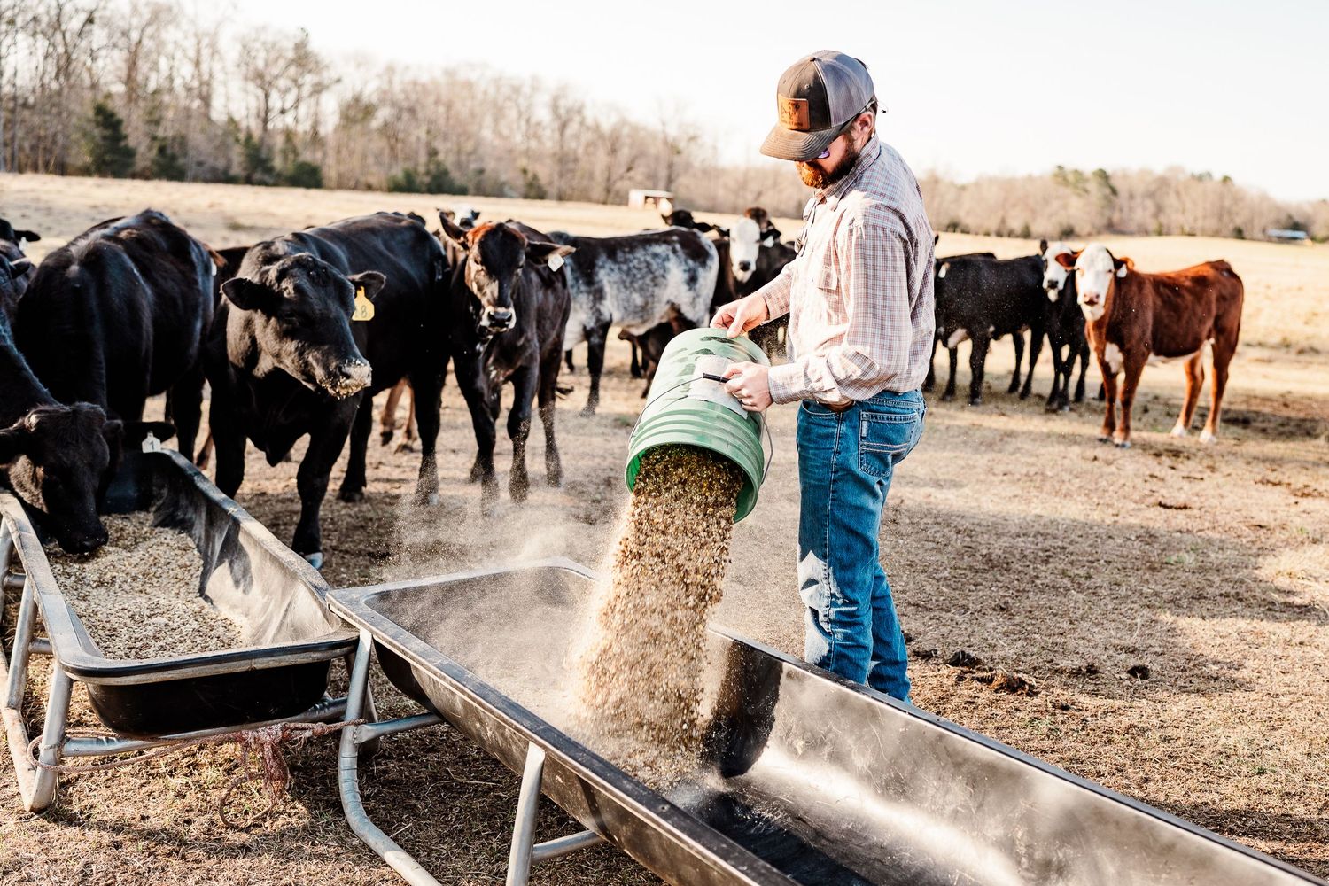 Ranchers feed cattle from the back of a truck, creating clouds of dust in the afternoon light.