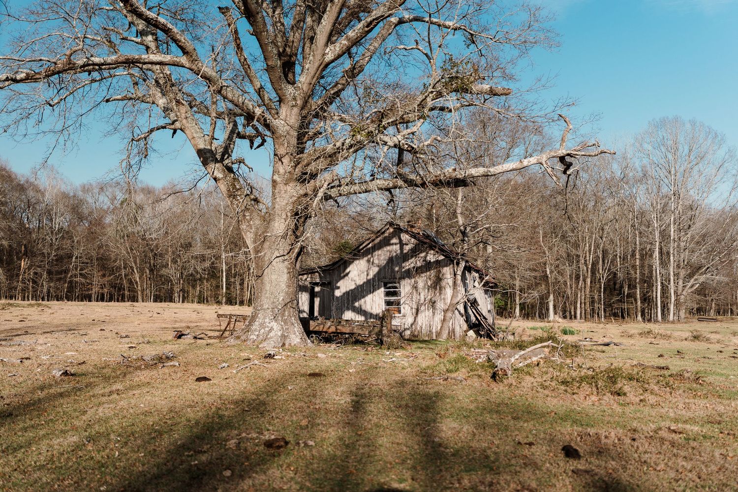 Weathered wooden barn structure beside large bare tree in rural field.