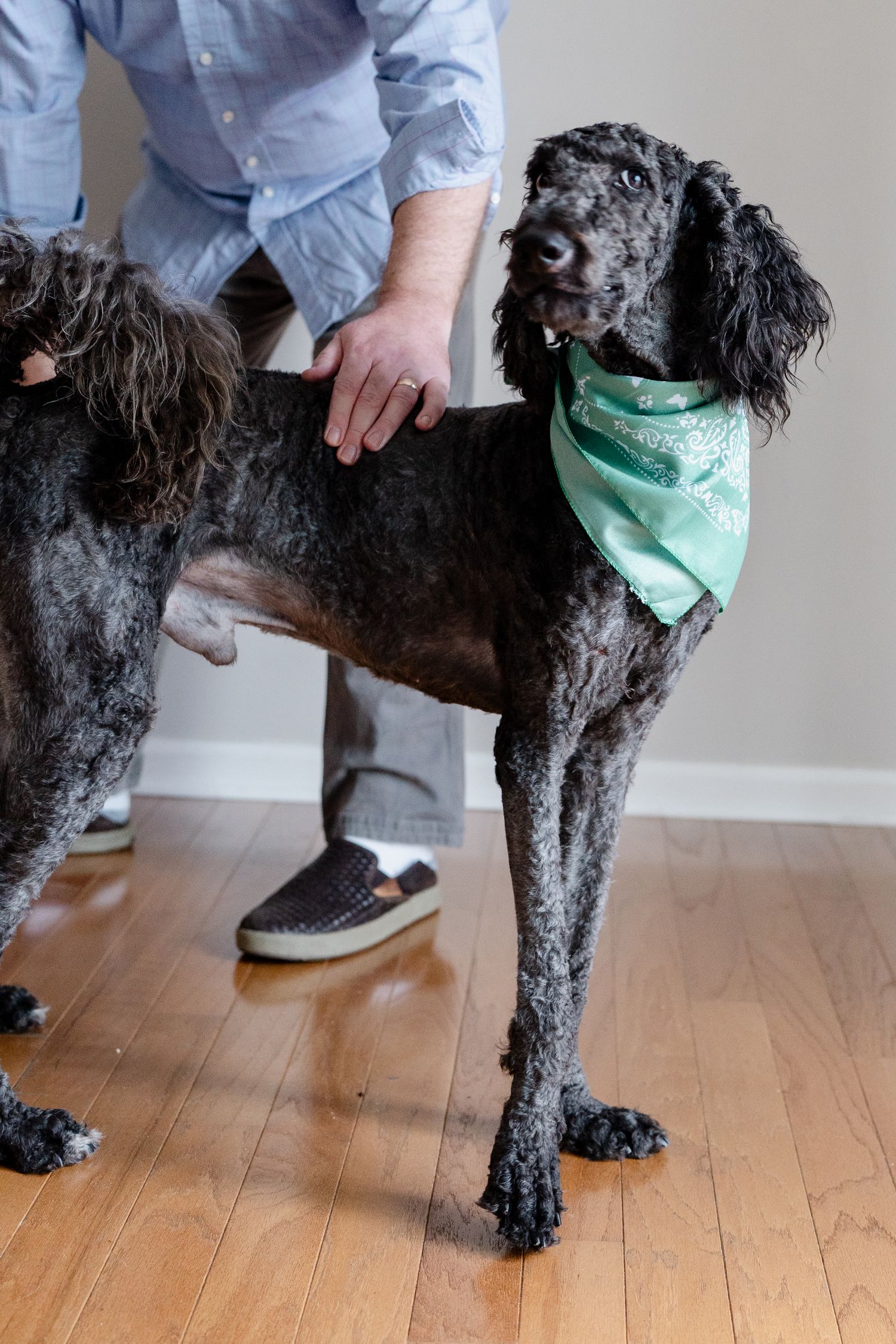 Black curly-haired dog wearing mint bandana stands on hardwood floor beside person in blue shirt.