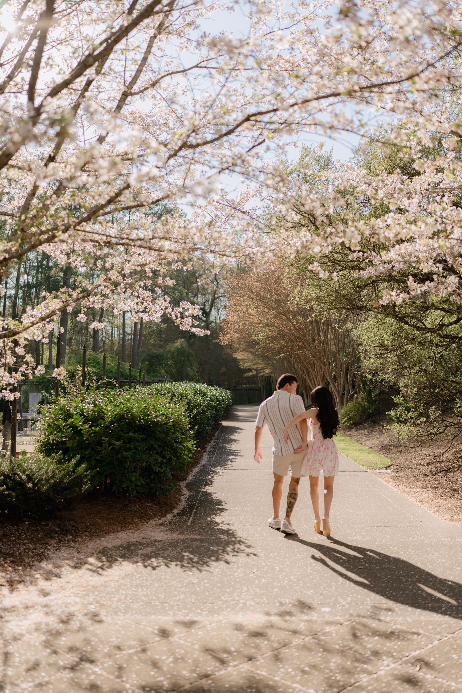 Couple walking hand in hand along a cherry blossom lined path in a blooming spring garden.