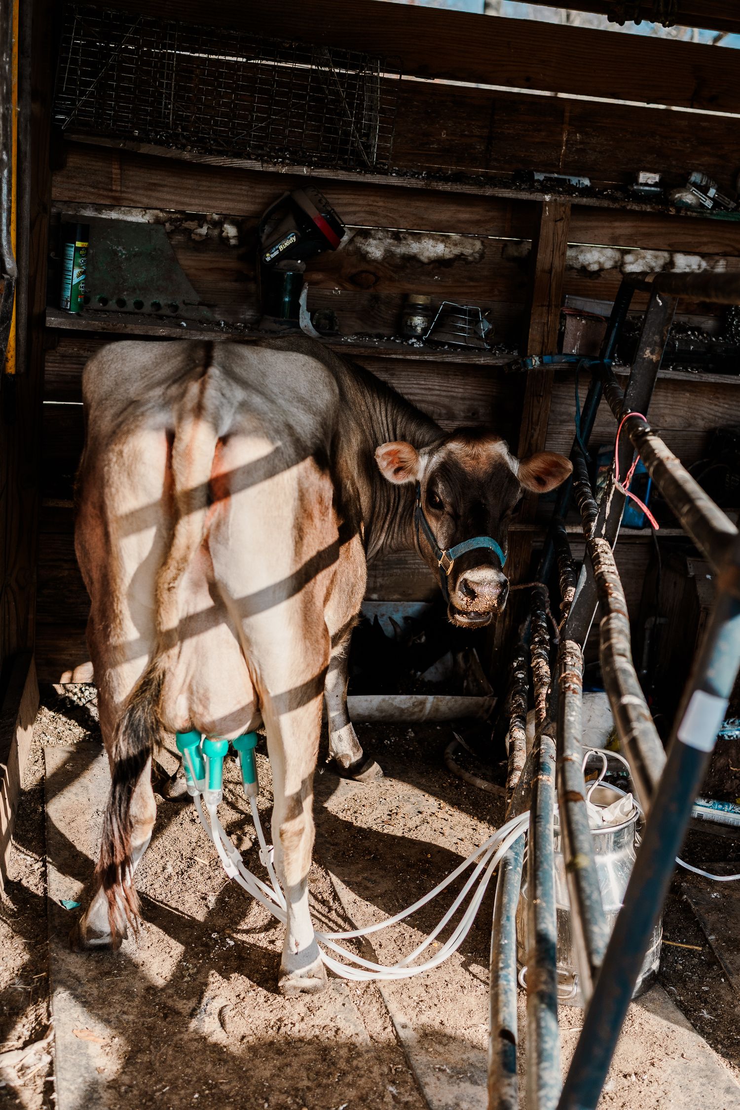 Horse standing in a dimly lit barn stall with equipment visible.