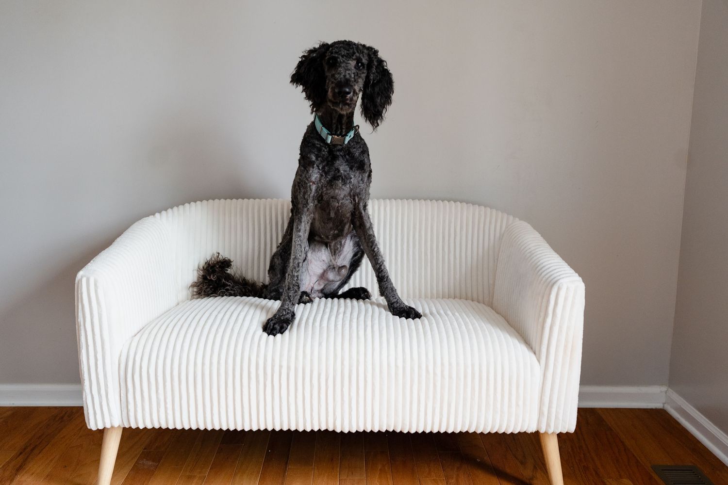 A black dog sits attentively on a white couch.