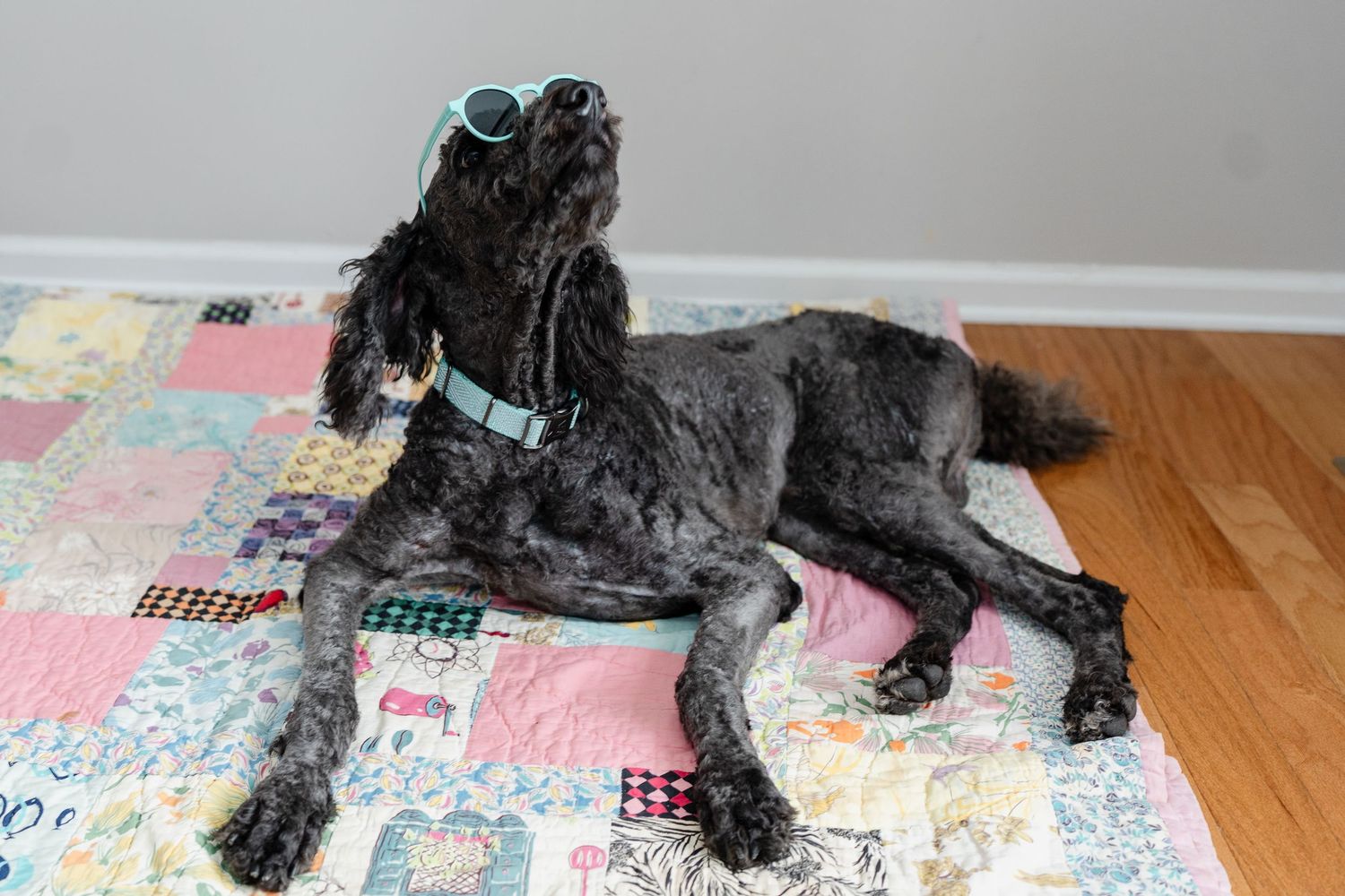 A black fluffy dog relaxes on a colorful patterned quilt.