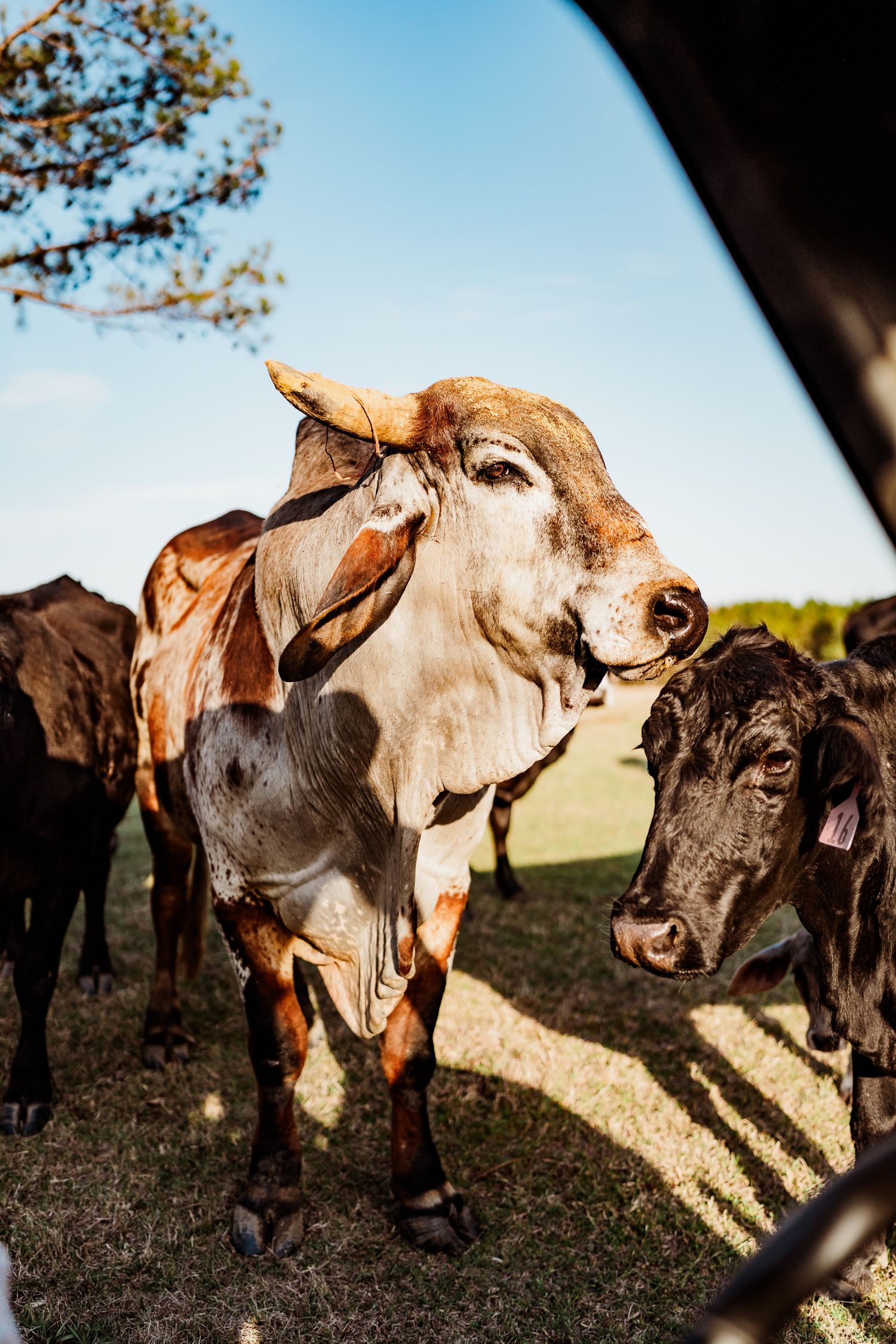 Close-up view of brown and black cattle standing together in a field on a sunny day.