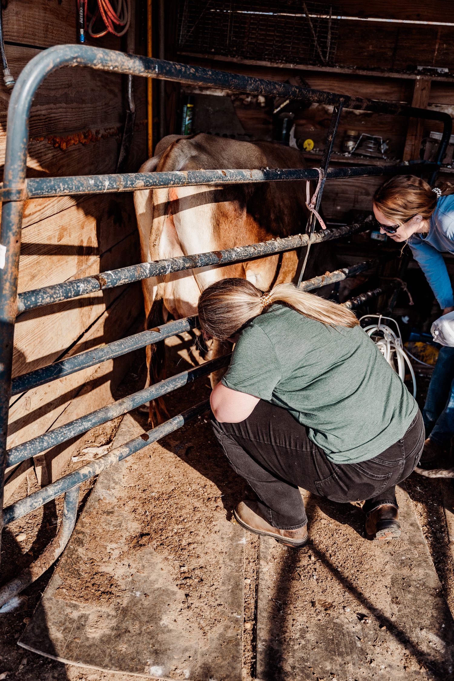 Someone working in a barn stall with wooden fencing visible.
