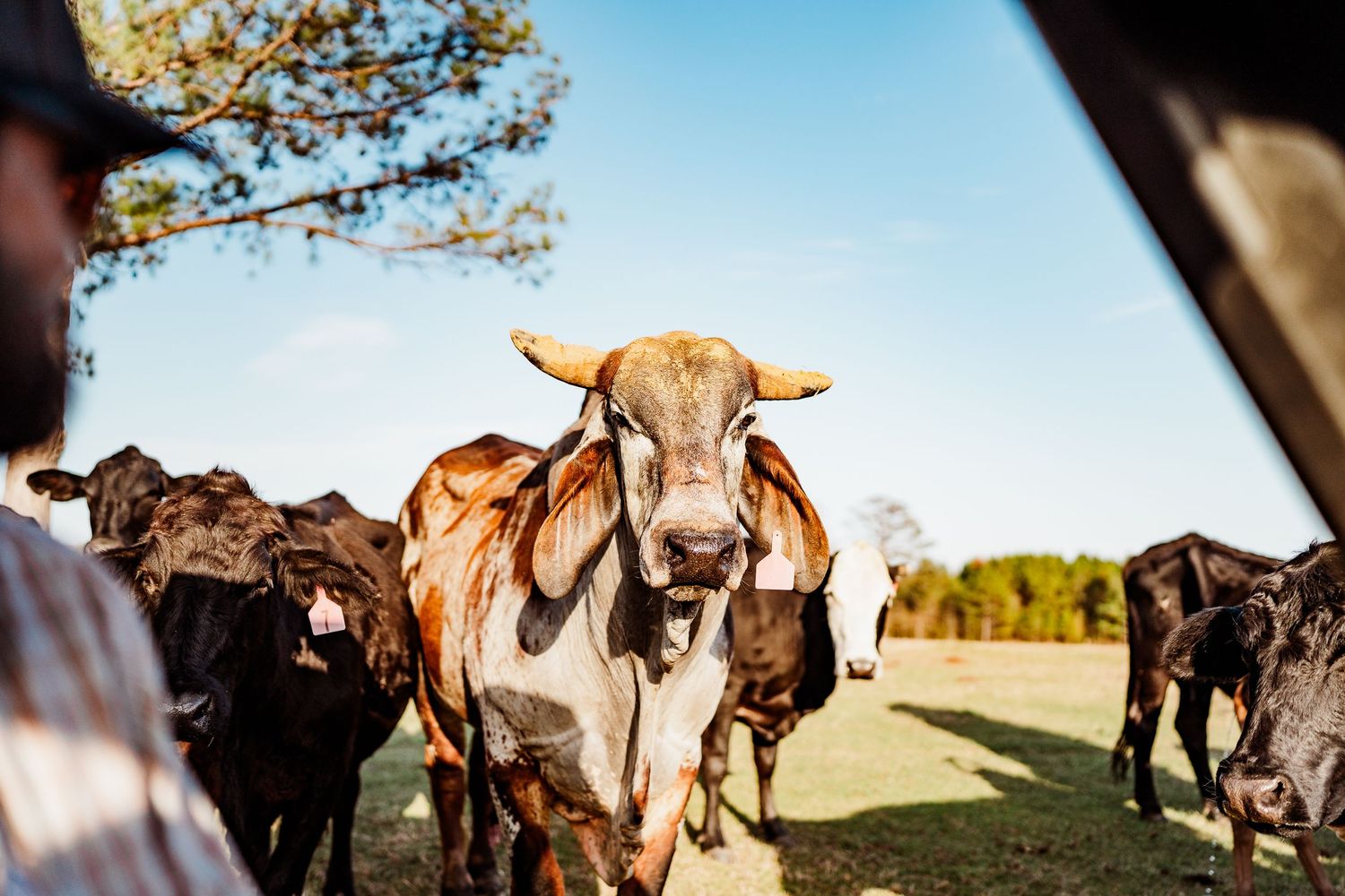 A group of cattle standing in golden sunlight with trees visible in the background.