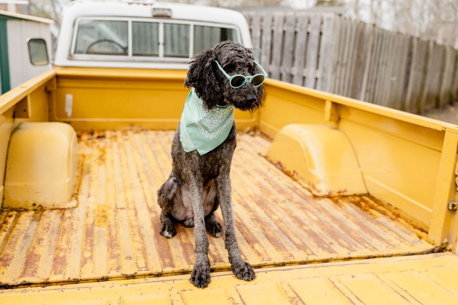 Black curly-haired dog wearing mint bandana sits in yellow truck bed.