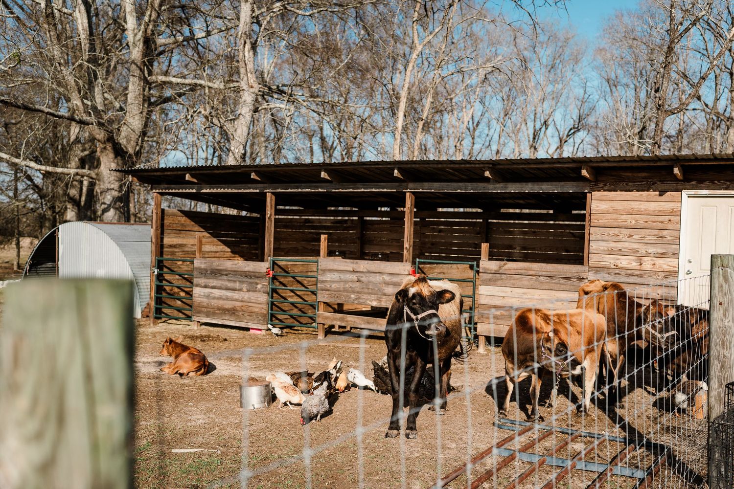Farm animals gather in a rustic wooden barn enclosure on a sunny day.