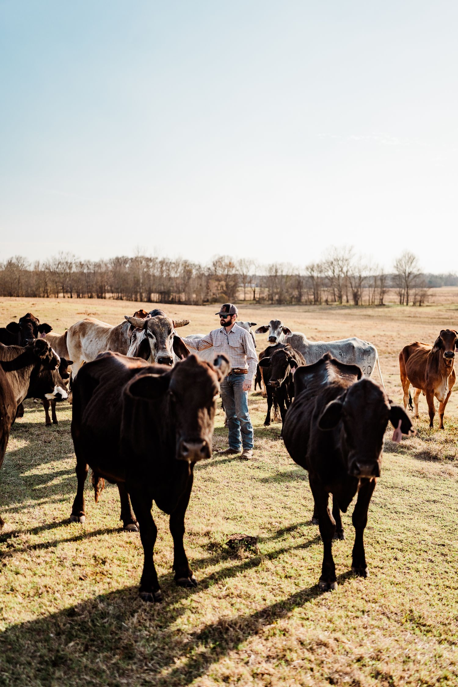 Black cattle stand in formation while casting long shadows across a grassy pasture.