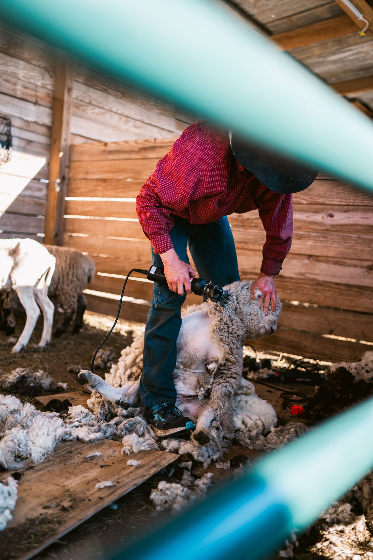 Sheep shearing in progress inside a rustic wooden barn with wool scattered on the ground.