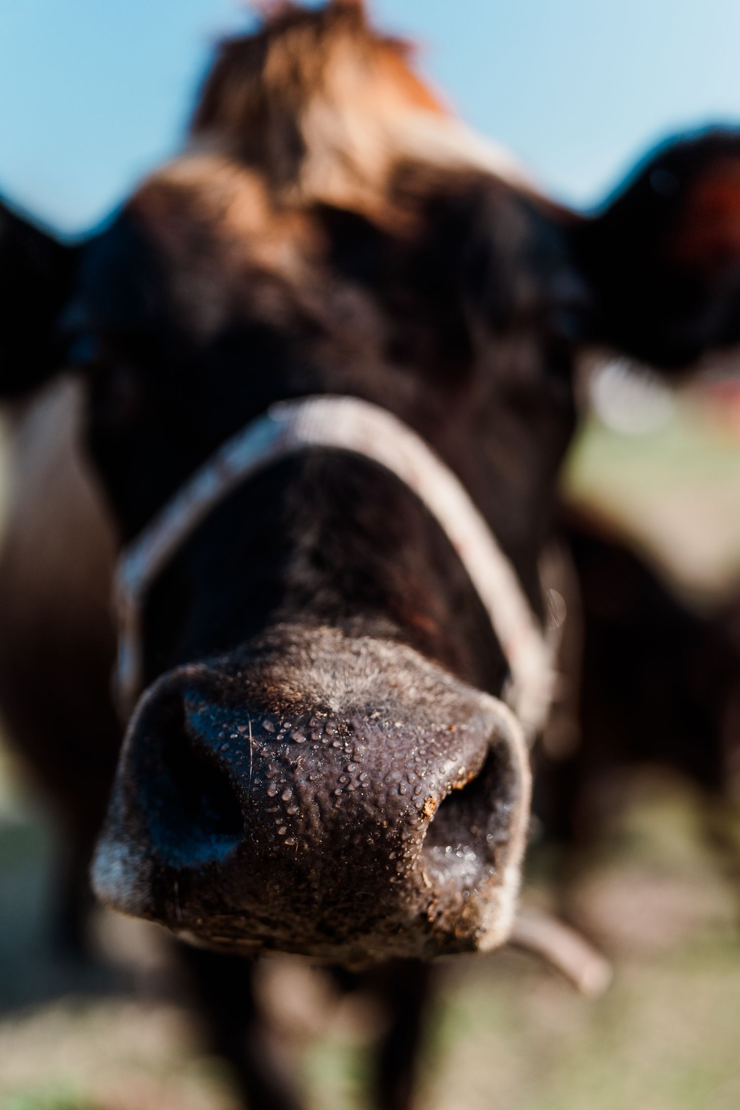 Close up macro shot of a black cow's wet nose and nostrils.