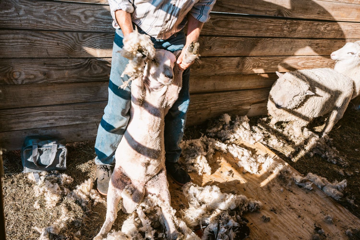 A sheep being held for shearing on wooden floorboards in sunlit barn.