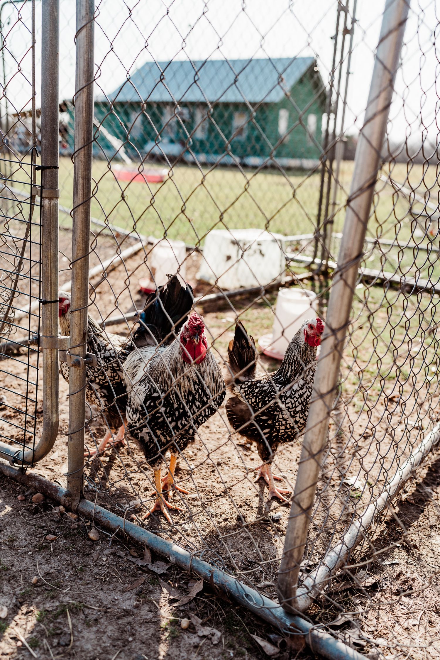 Black and white chickens stand behind a wire fence with a green building in the background.