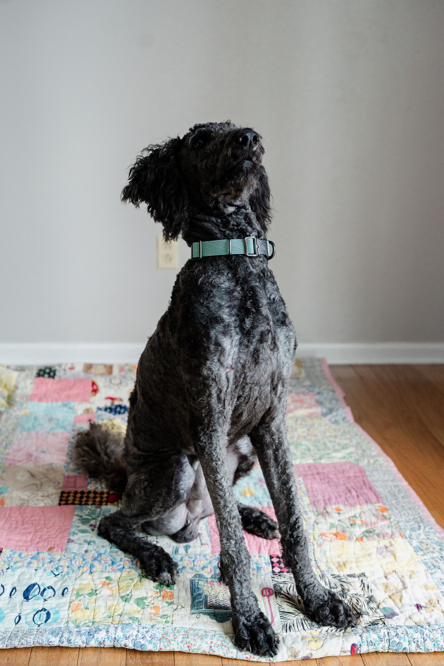 A black dog with a teal collar sits on a colorful patchwork quilt.