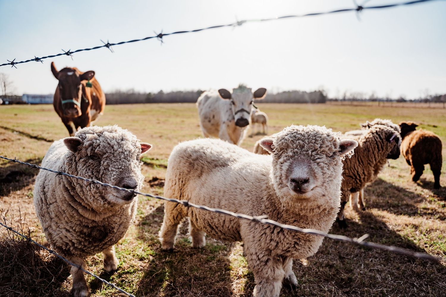 A row of fluffy sheep stand behind barbed wire fencing in a rural field.