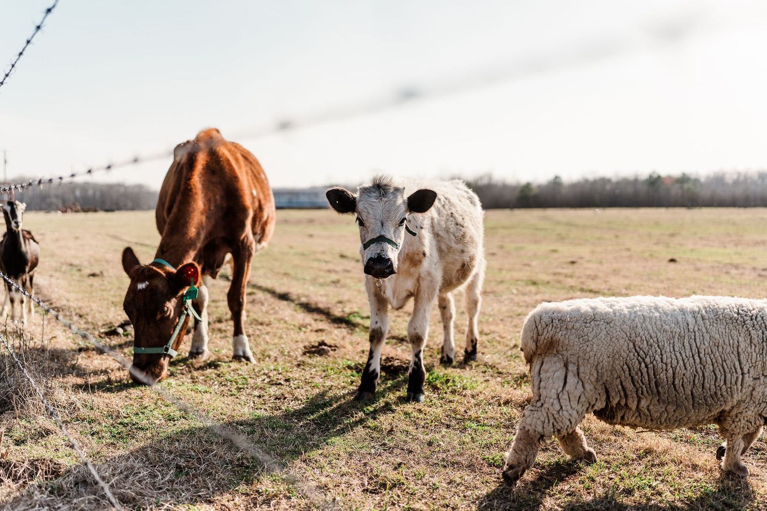 Farm animals grazing on green pasture with wooden fence posts visible in the background.
