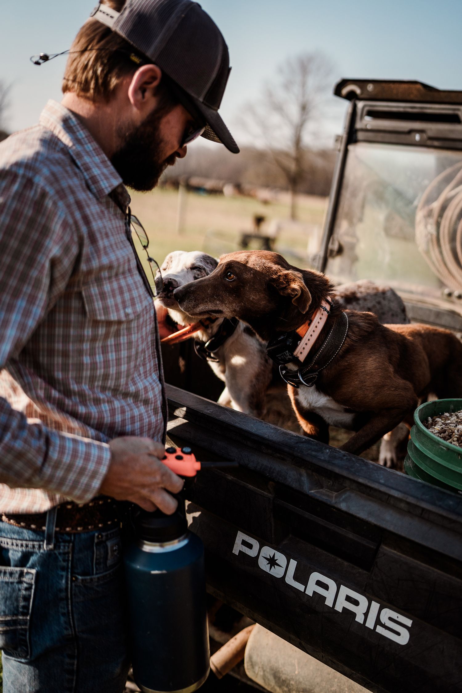 Dog looking into the back of a Polaris utility vehicle in a farm setting.